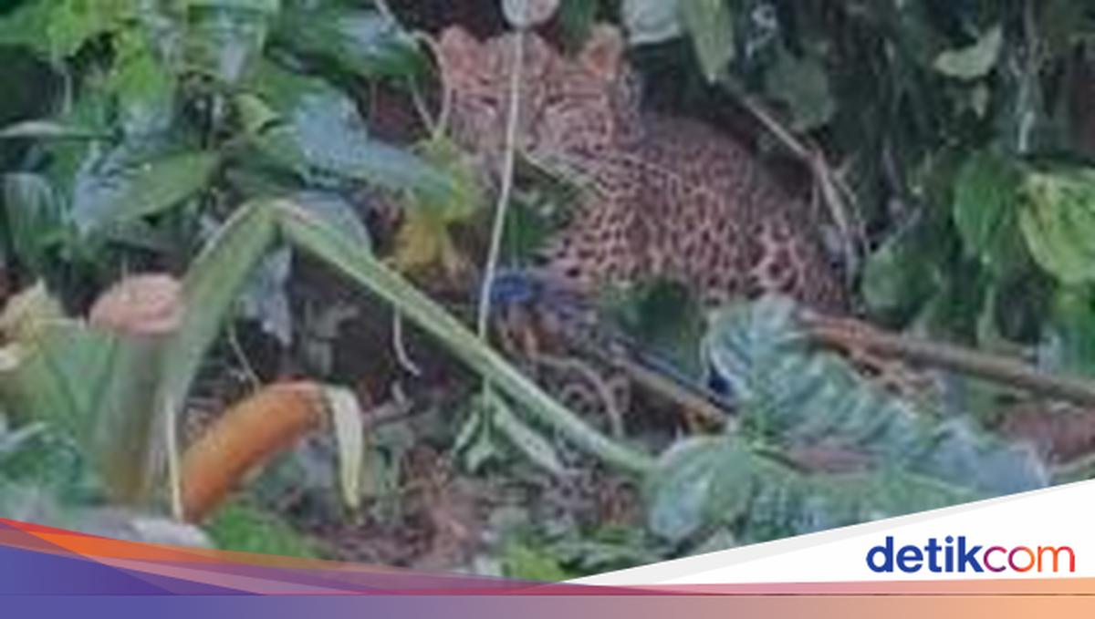 Macan Tutul Terjerat Dekat Permukiman di Bogor