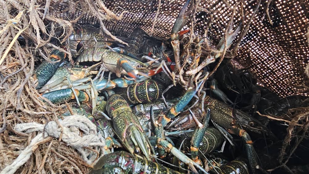 Malawi hails win in ending smuggling of invasive crayfish