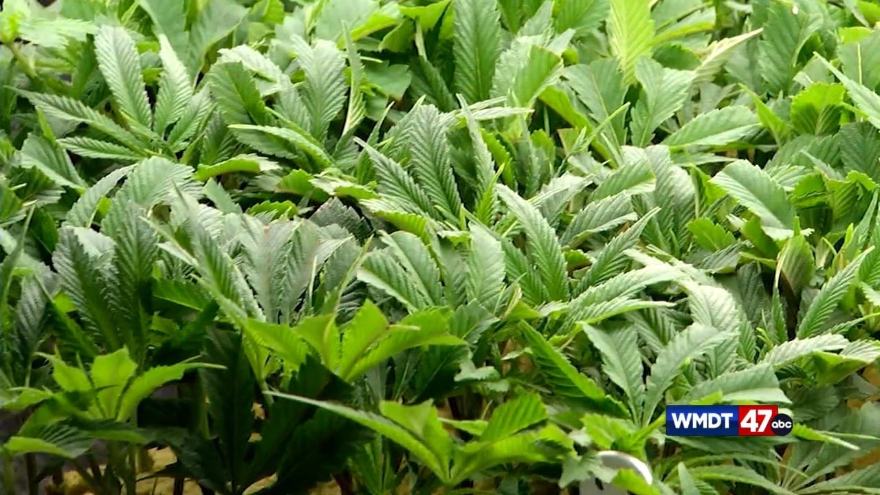 Medical Marijuana Reclassified as Less Dangerous Substance