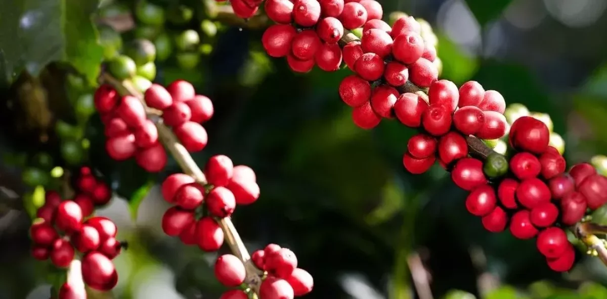 National Coffee Day Producers call for greater investment in coffee production