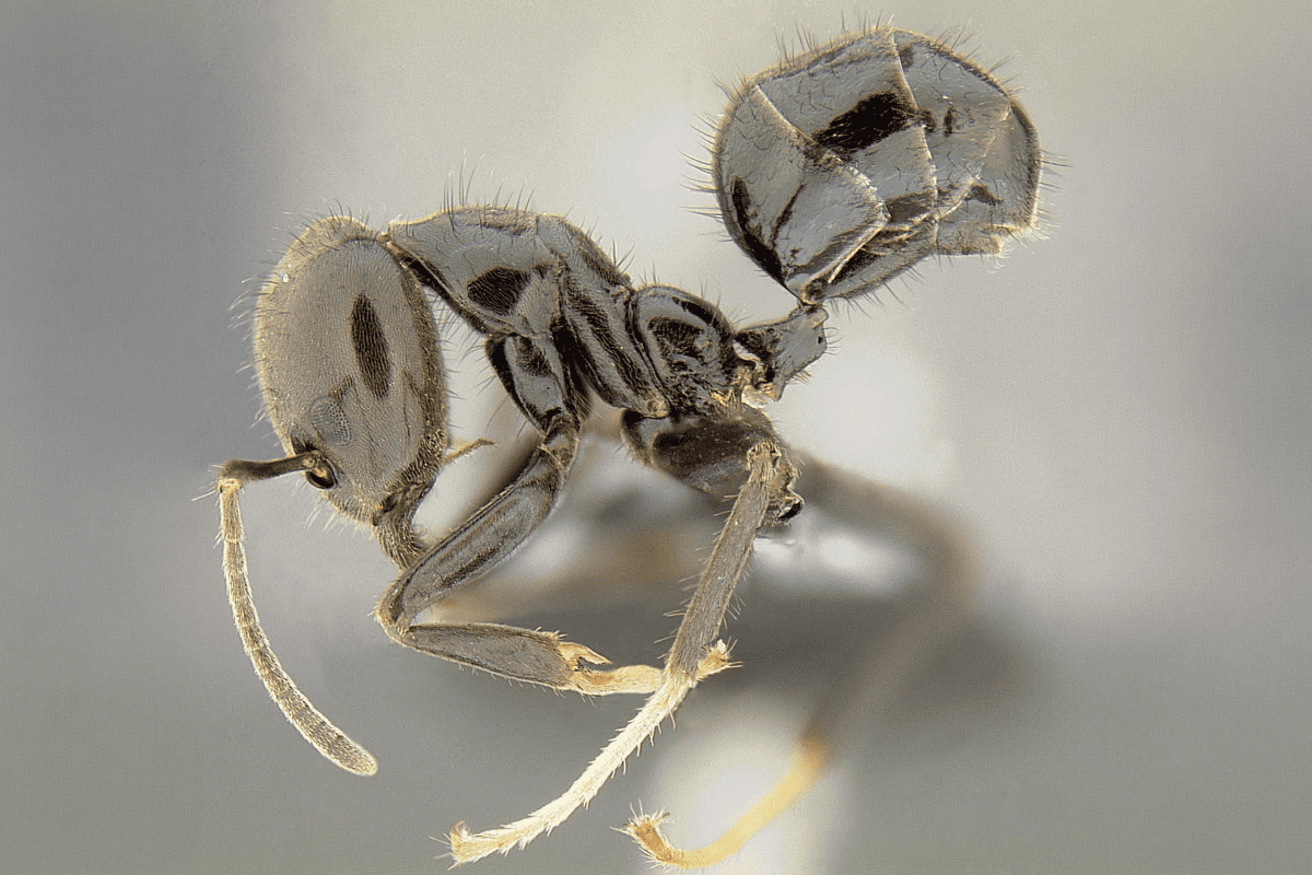 Novel DNA research shows massive native ant decline over hundreds of years in Fiji