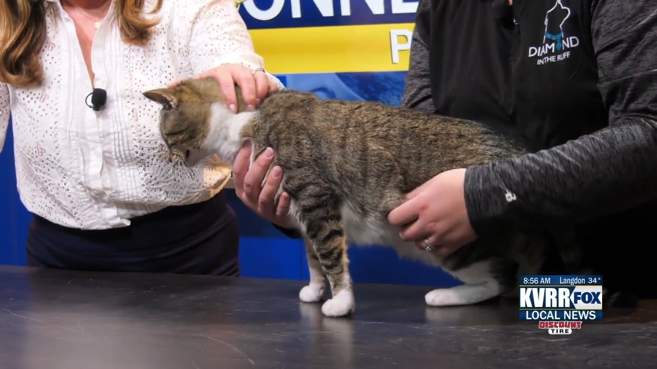 Pet Connection: Meet Waldo - KVRR Local News