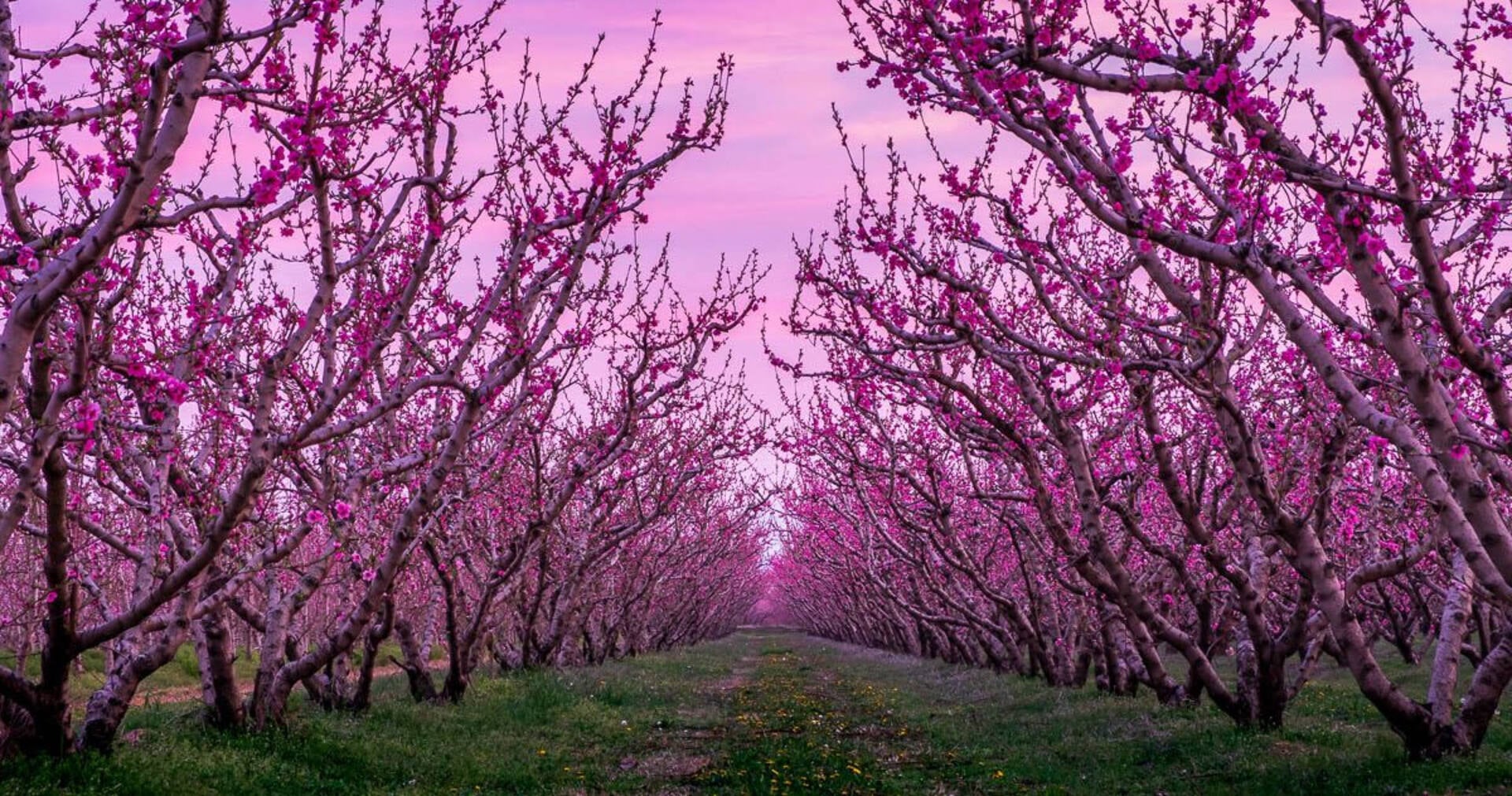 Pink awakening: Northern Greece's blossom spectacle draws Europe to Veroia