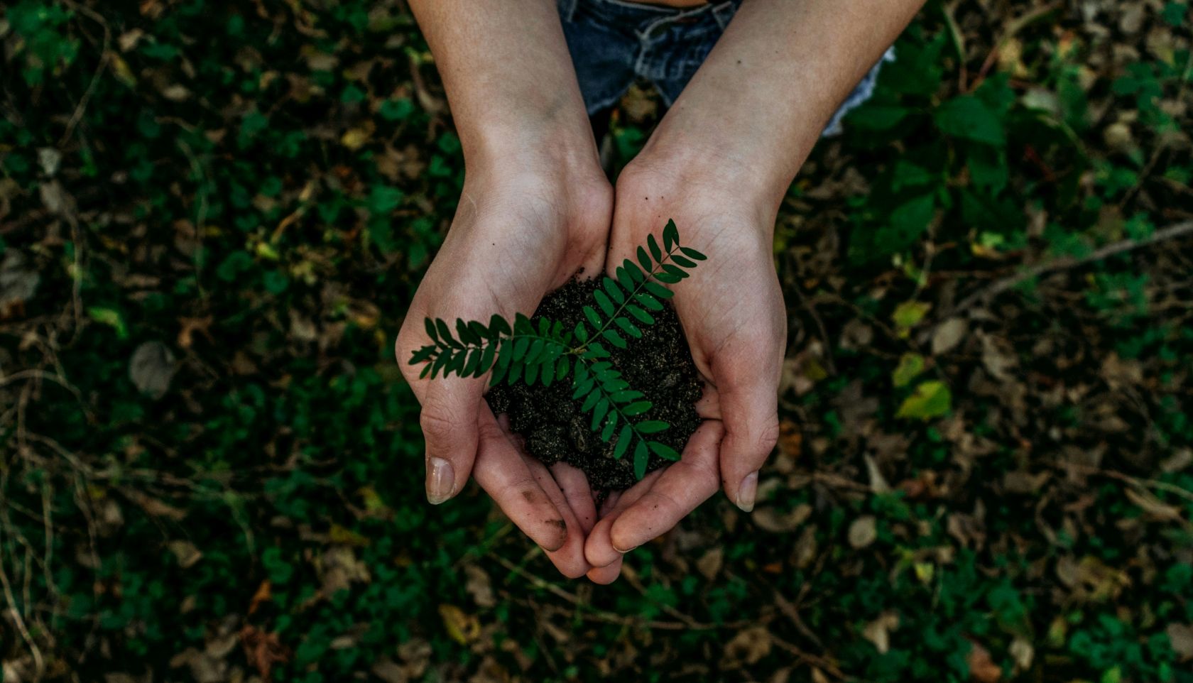 Portugal to have app to help during planting season