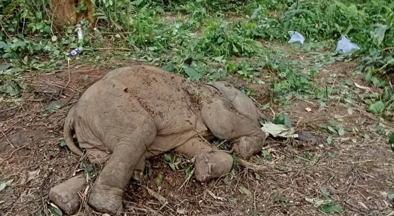 Probe ordered into Doomdooma elephant calf death; Wildlife SOS under scrutiny