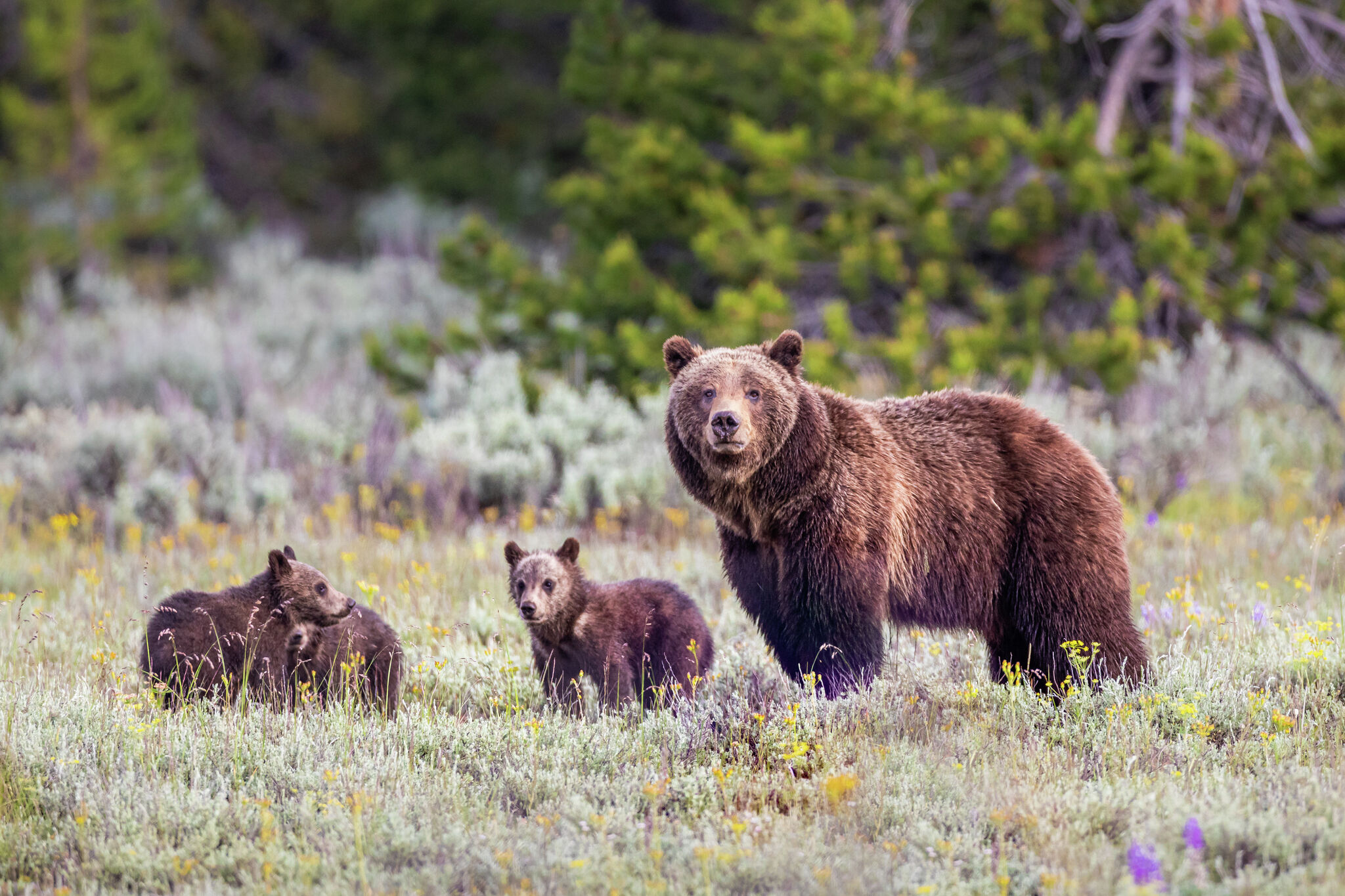 Push to bring grizzly bears back to California faces backlash