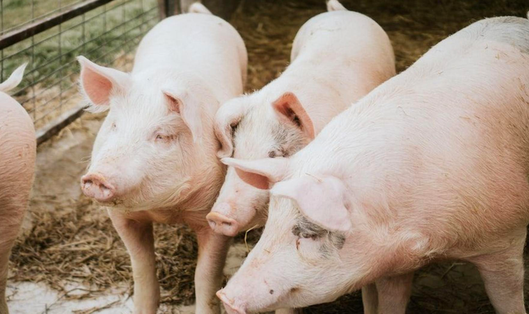 Quarantine imposed on Kalangala after swine fever kills over 300 pigs
