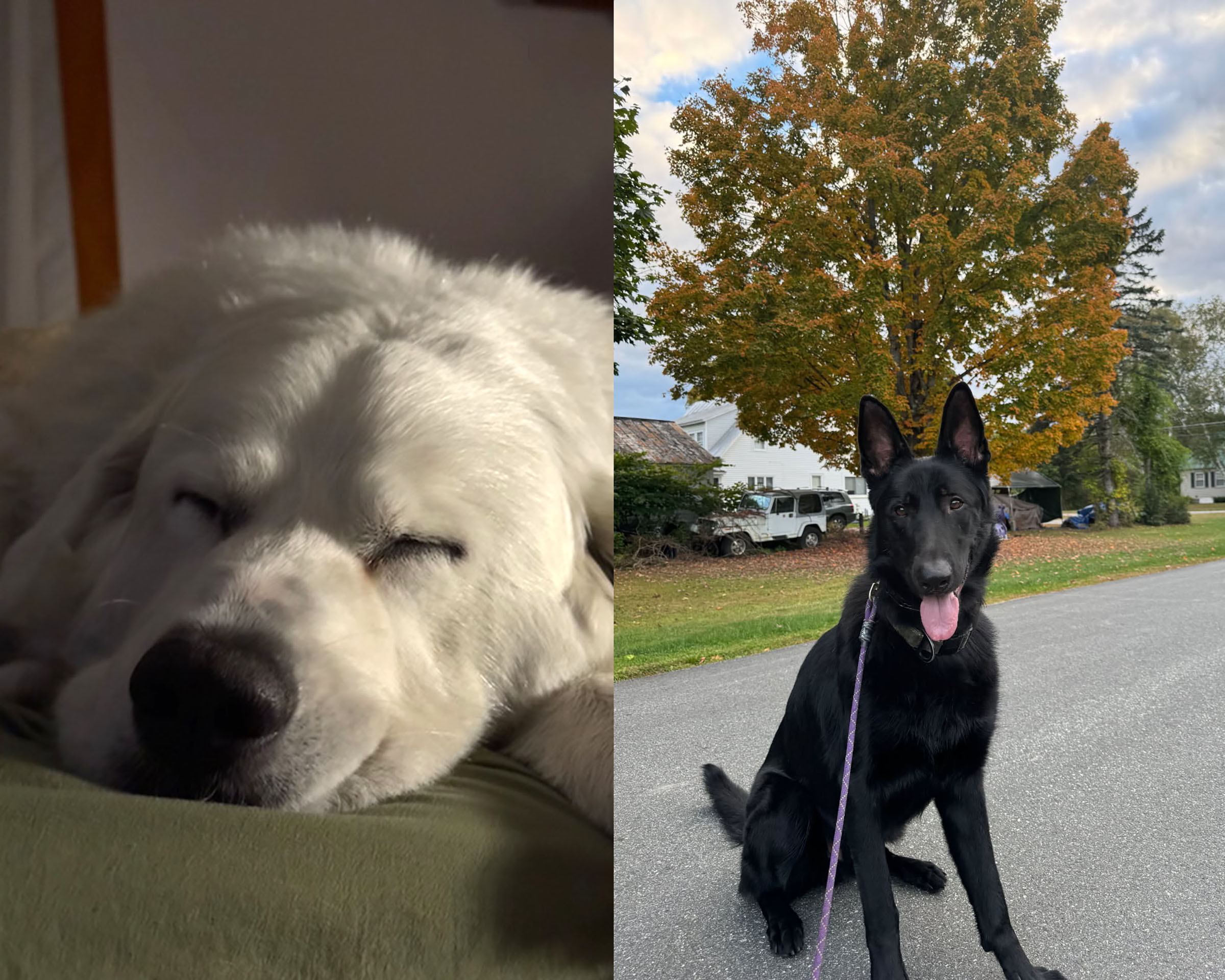 Randolph Selectboard deliberates on Snow White's future