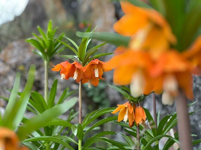 Rare Aigul flower blooms in Batken region -