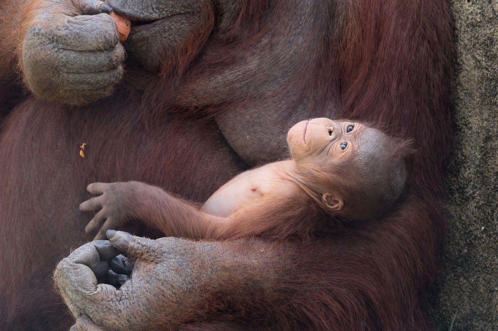 Rare Bornean orangutan birth at Madrid Zoo Aquarium marks conservation boost