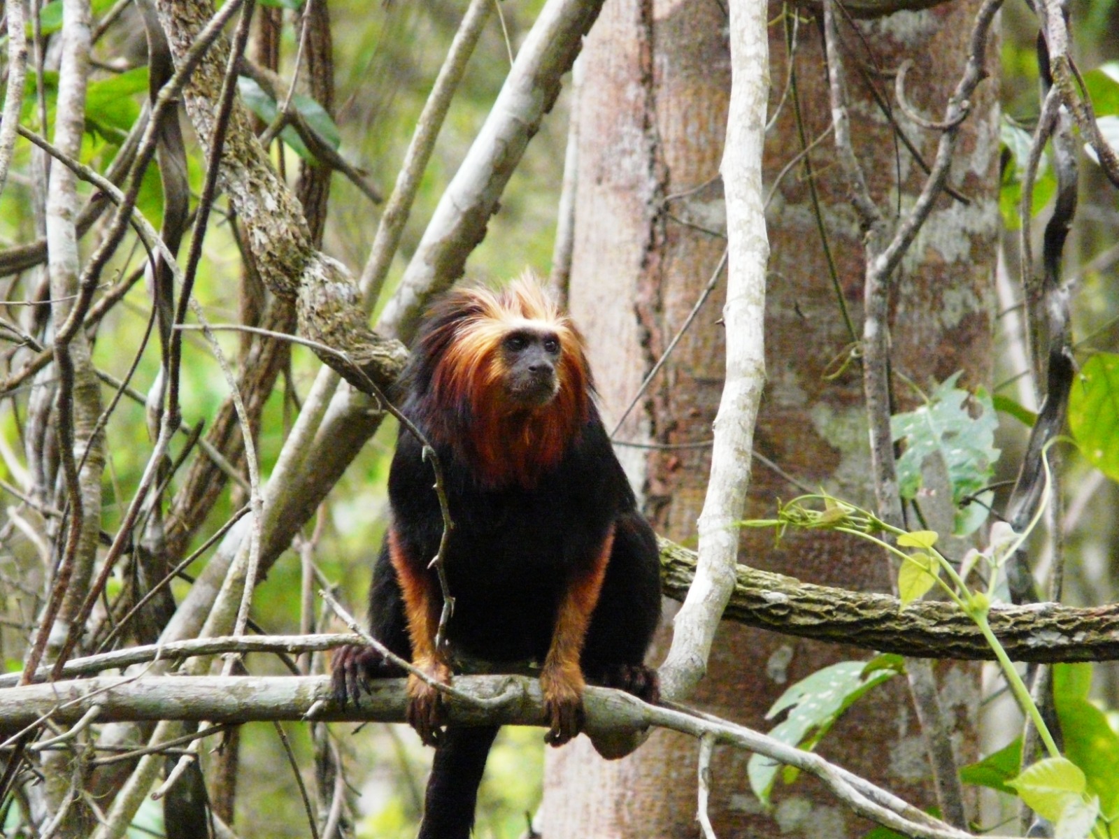 Rehab center opens for Brazil’s golden-headed lion tamarins amid urban sprawl threat