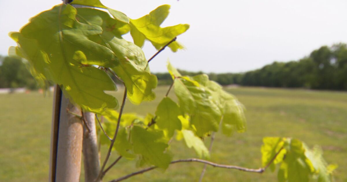 Replanting Brentwood trees after January storm damage