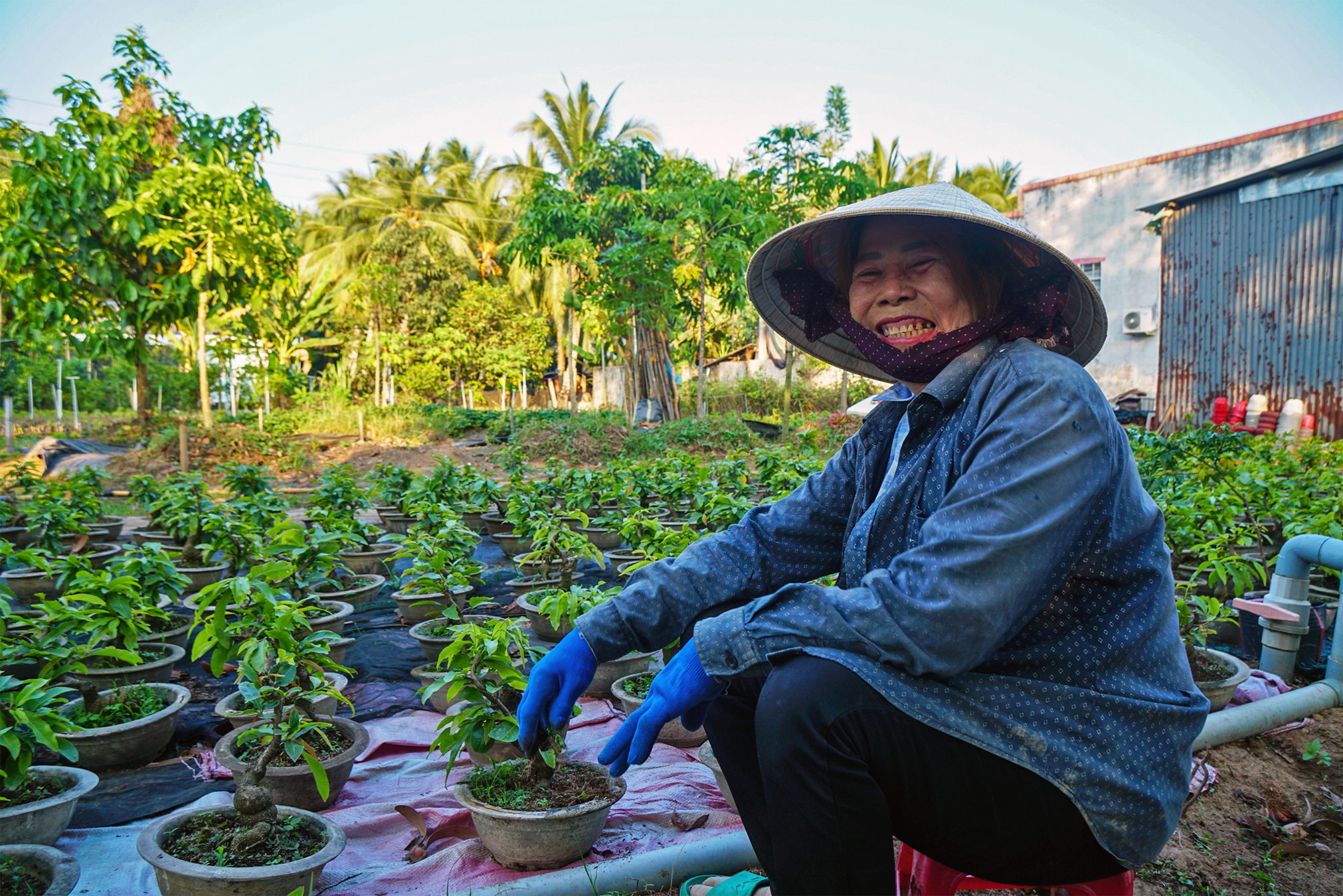 Most of Chi’s annual income comes from selling apricot blossoms — a symbol of luck and prosperity in Vietnam — around Lunar New Year.