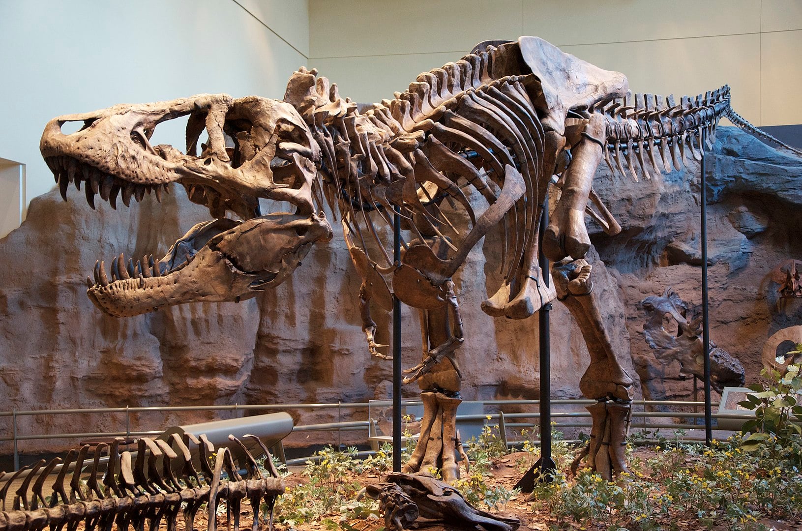 Scientists remain skeptical of lab-grown leather made from T. rex fossils
