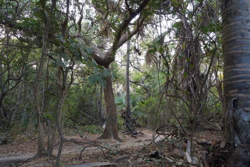 Simbara Khai VDC raises alarm over illegal tree cutting, threats by suspected foreign herdsmen