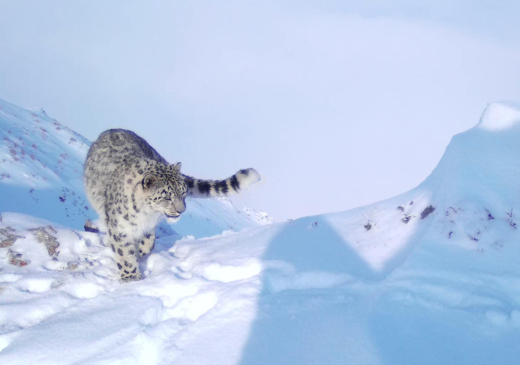 Snow Leopards Rebound in Western Tien Shan With Signs of Growth