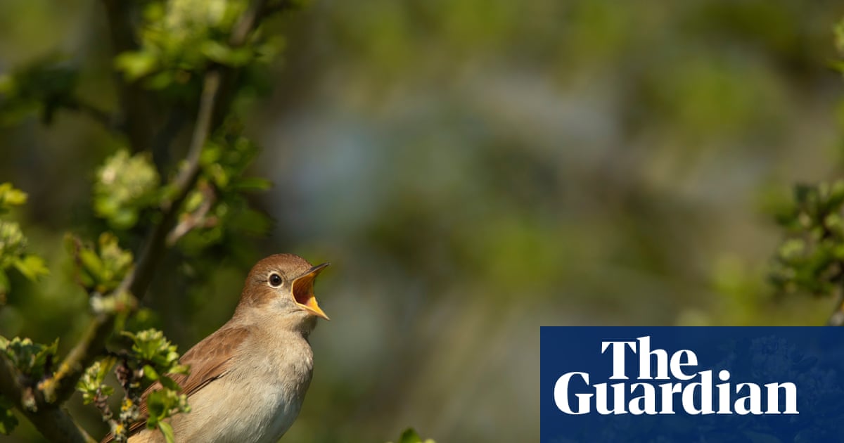 Sounds of hope in Kent as more nightingales join dawn chorus | Birds