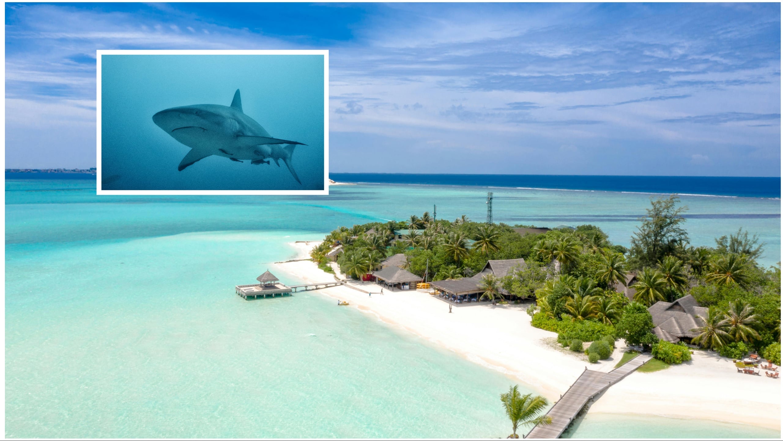 Spanish doctor fights for his life after shark attack in the Maldives