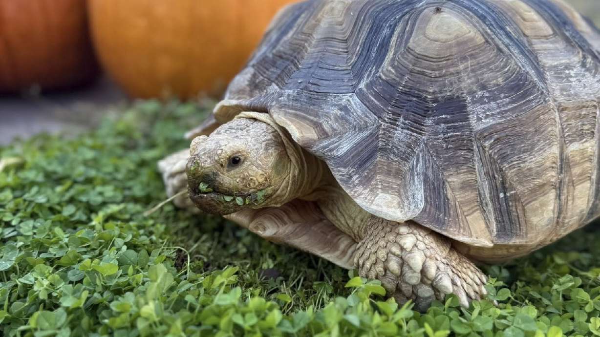 St. George neighborhood throws salad in the streets to find runaway tortoise