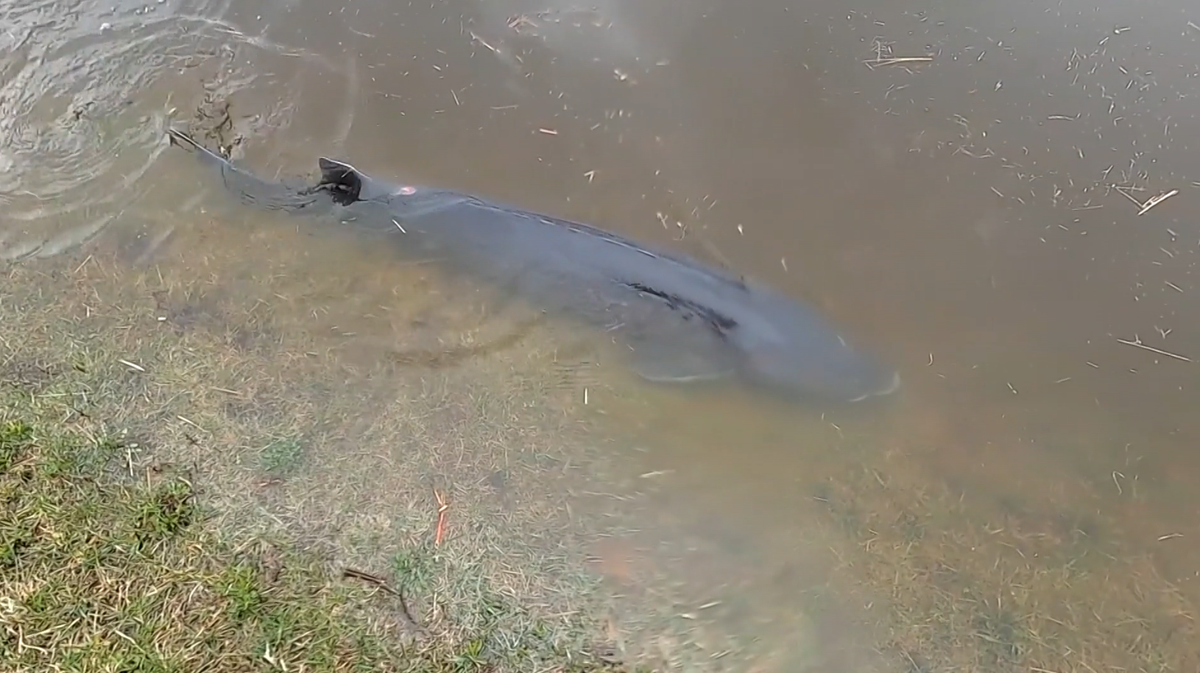 Sturgeon swim through flooded parking lot in Wisconsin