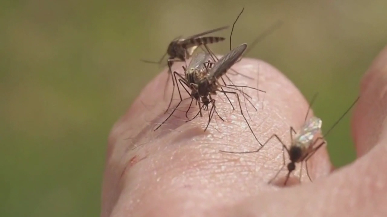 Third Chikungunya Case Confirmed After Years of Absence