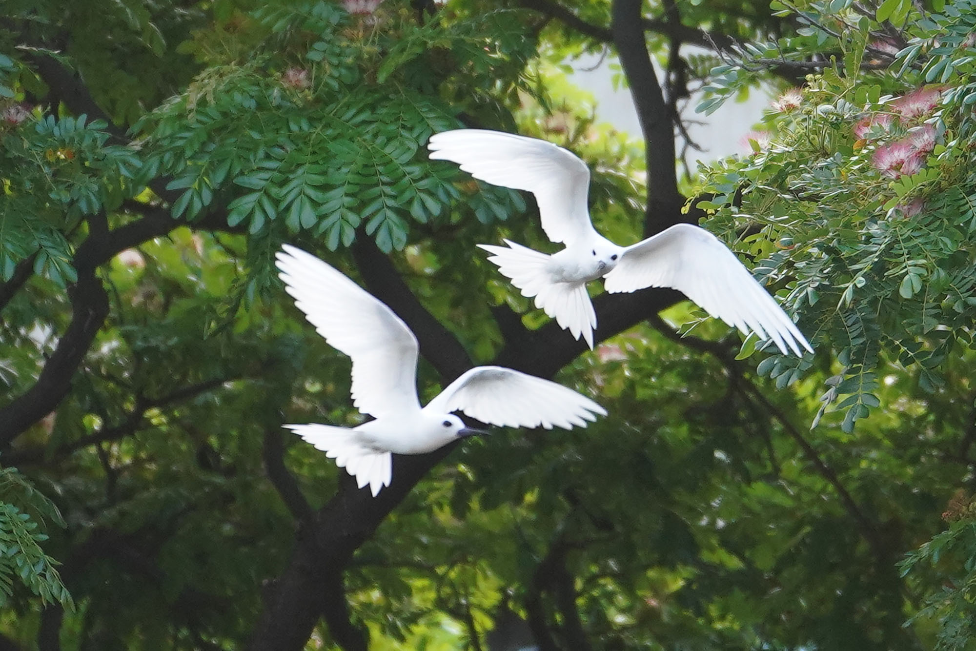 Manu O Ku or White Fairy Terns fly near the federal courthouse.