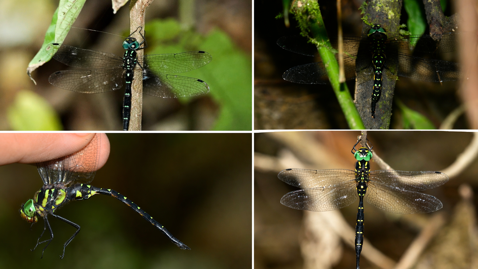 Three dragonfly species discovered in Northeast