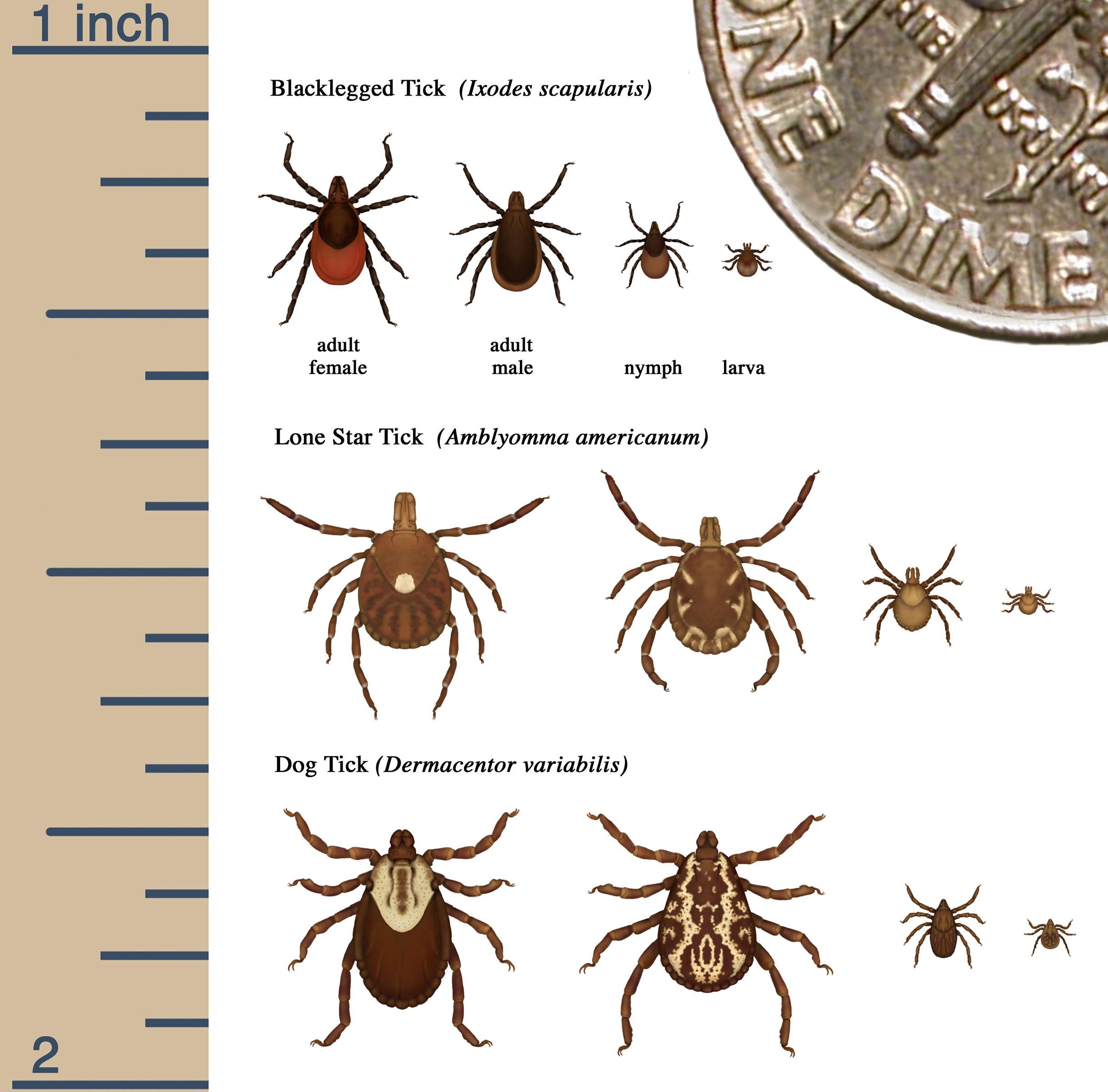 Tick season in New Hampshire: Prevention tips