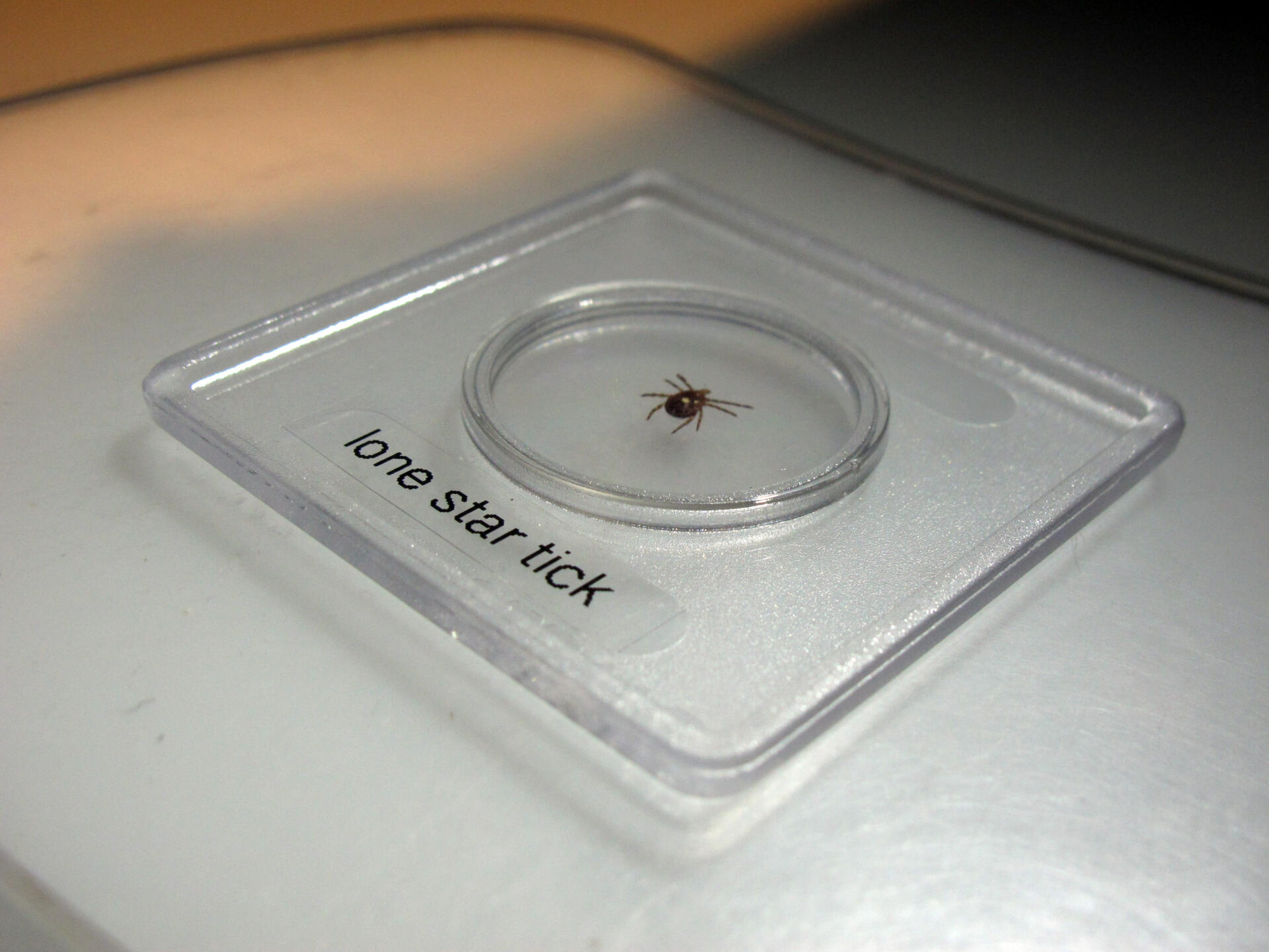 This July 31, 2014 photo shows a lone star tick sits under a microscope in a lab at the North Carolina Museum of Natural Sciences, in Raleigh, N.C. (Allen G. Breed/AP)