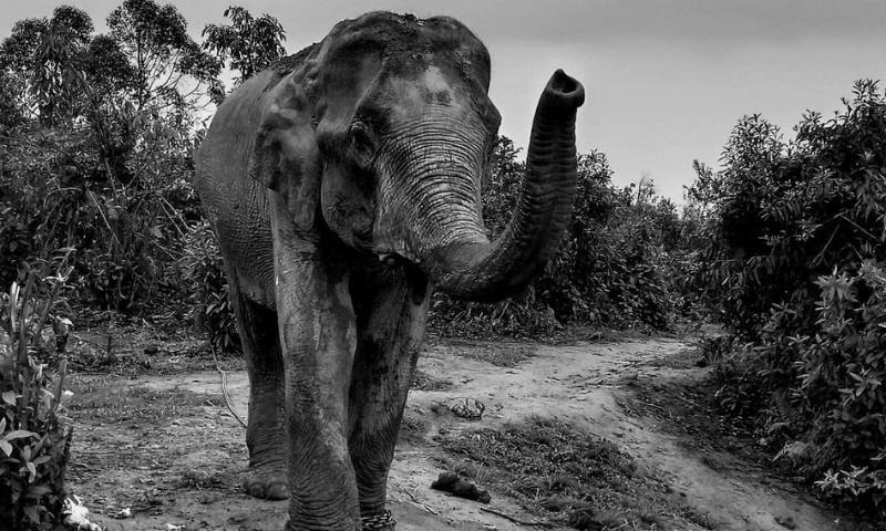 Tusks of aged domesticated elephant sawed off by poachers in Lakhipathar