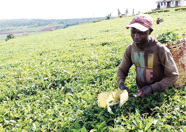 Uganda moves to regulate tea industry with new laws, Shs310 billion boost