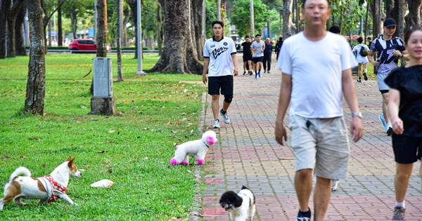 Unleashed dogs raise safety concerns in Ho Chi Minh City public places