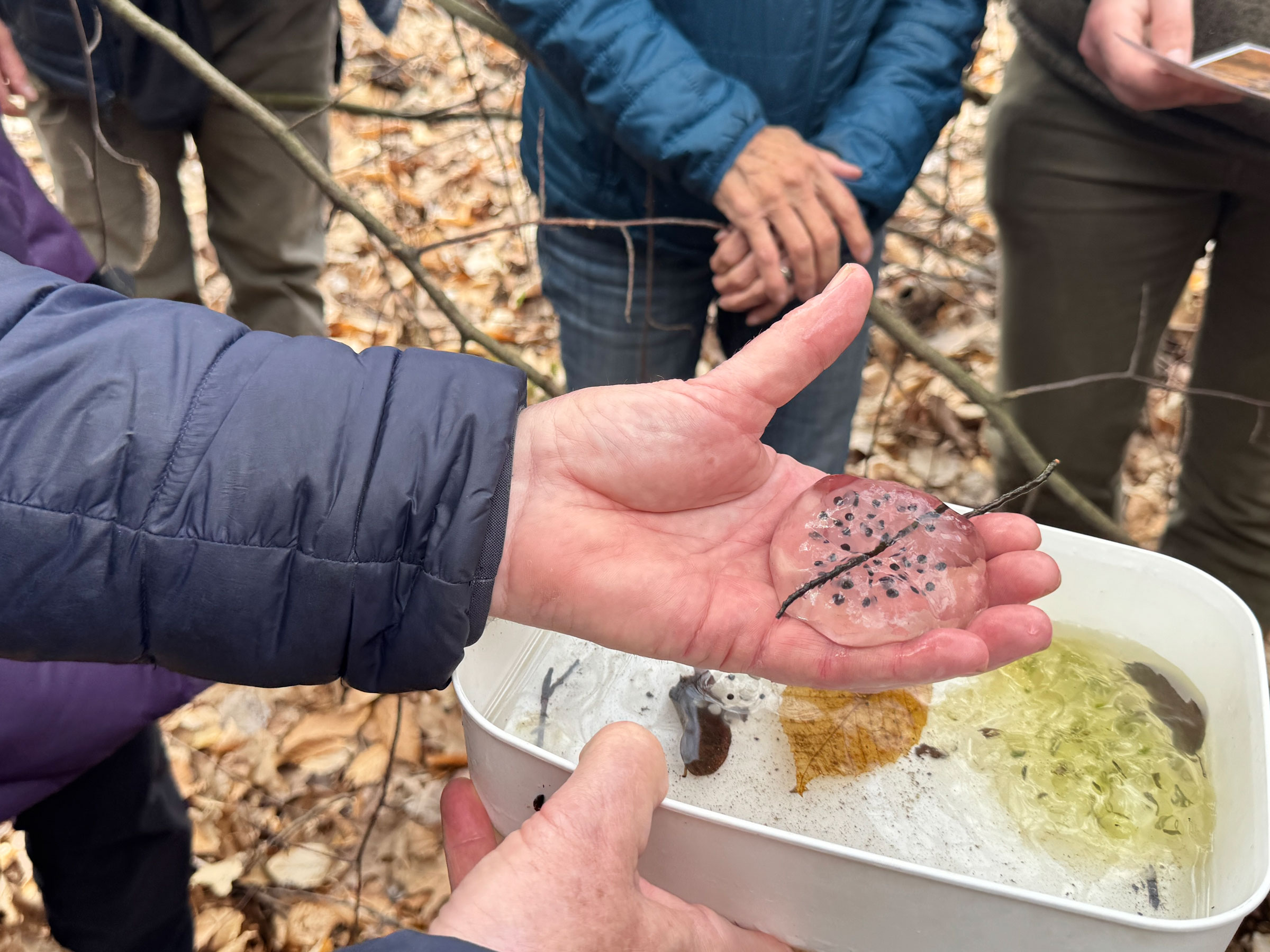 Vernal Pool Field Trip With Kevin Tolan and Jim Andrews in Salisbury