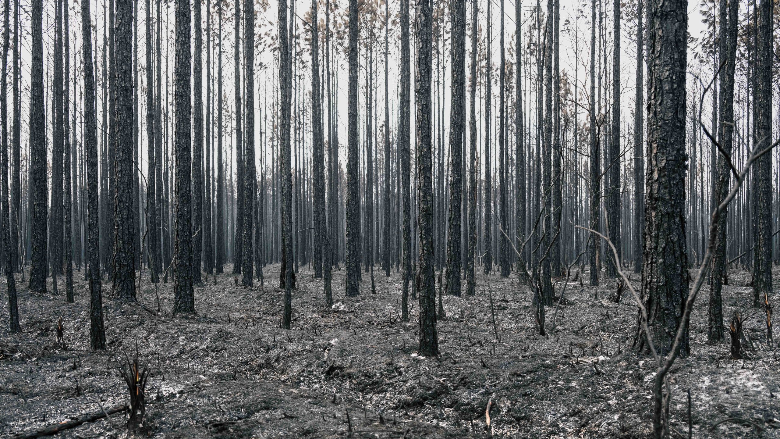 Wildfire updates - The Current