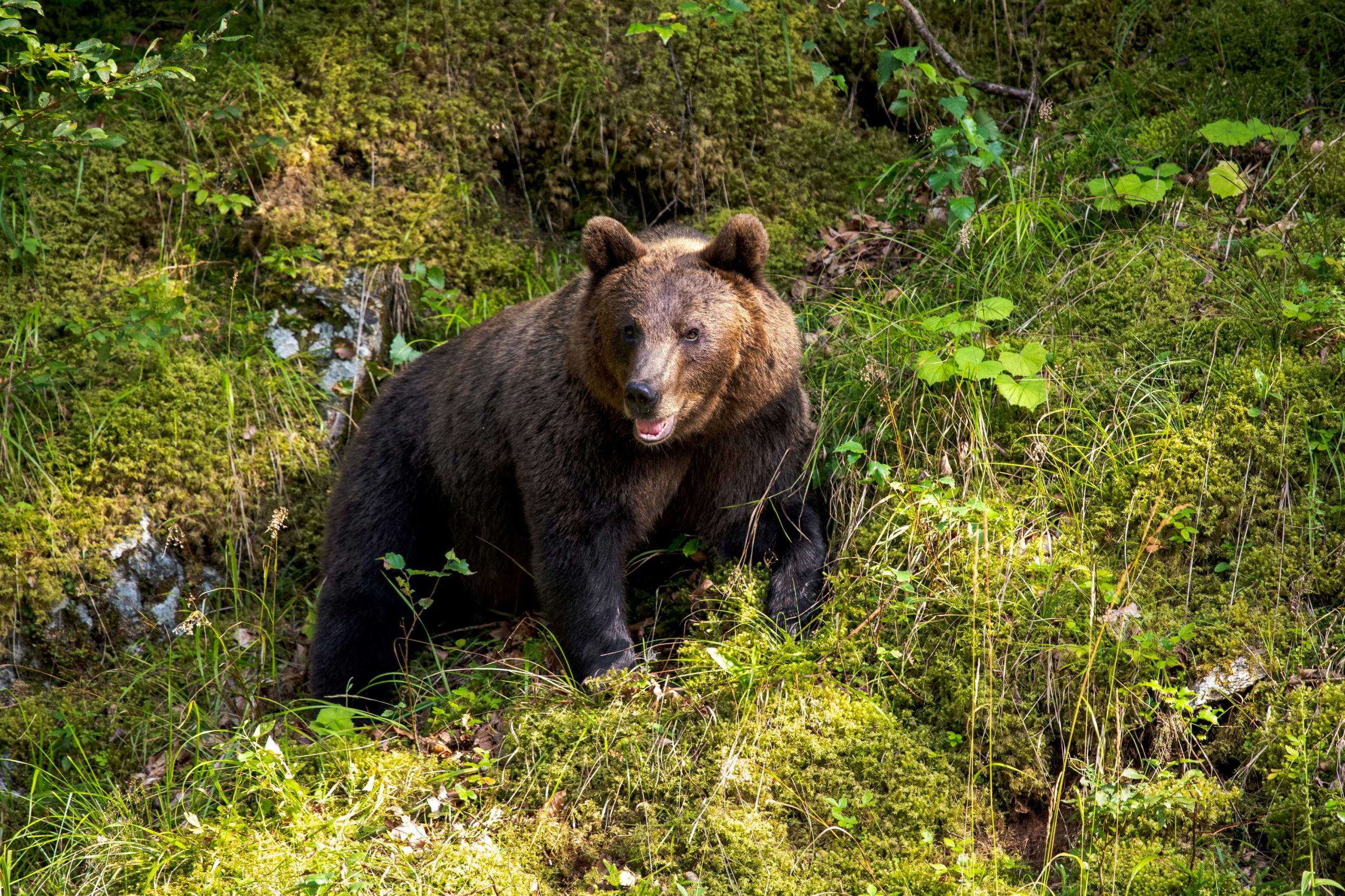 Woman dies in bear attack in Poland