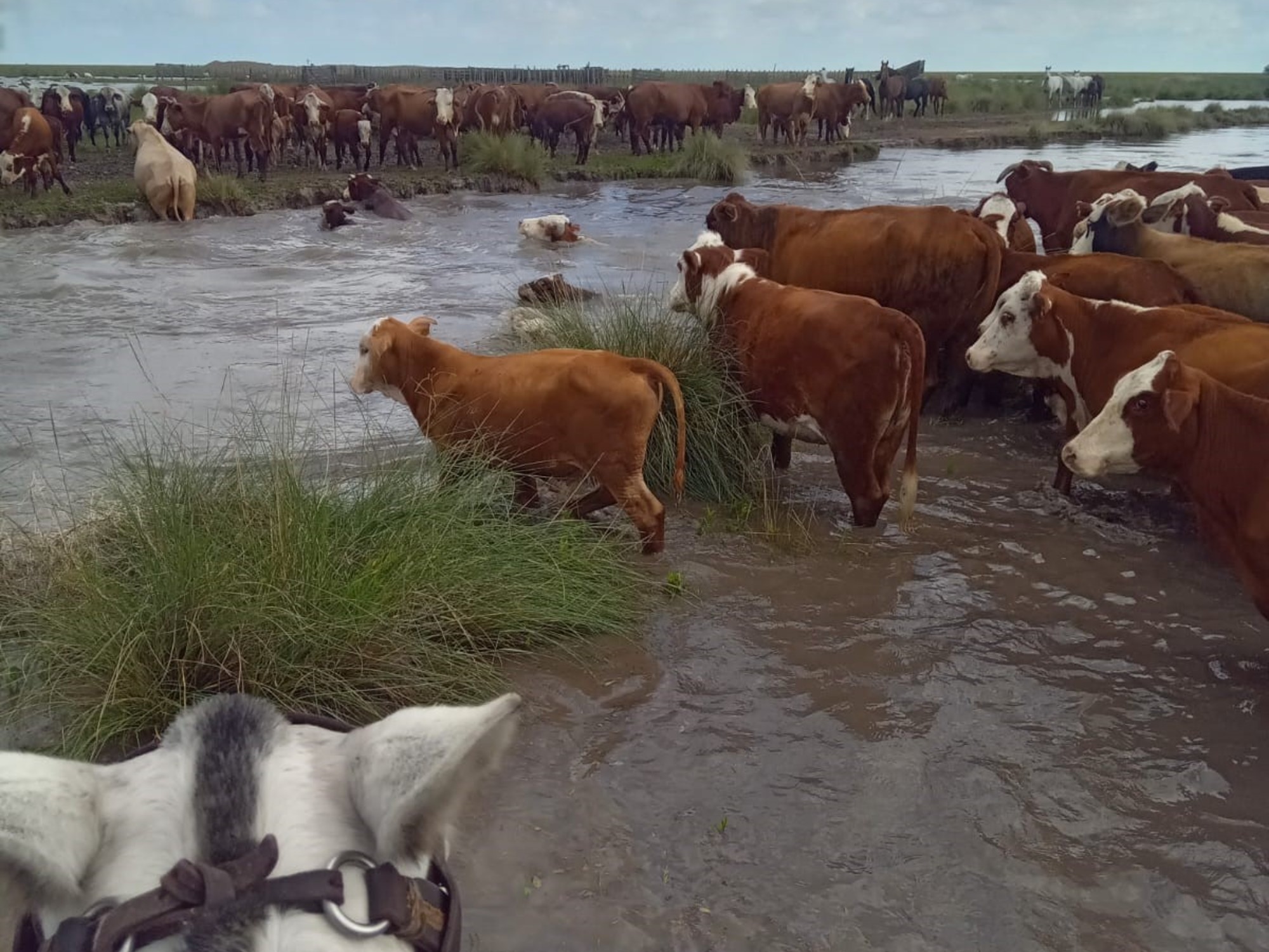 estiman que hay un millón de hectáreas inundadas en el norte de Santa Fe