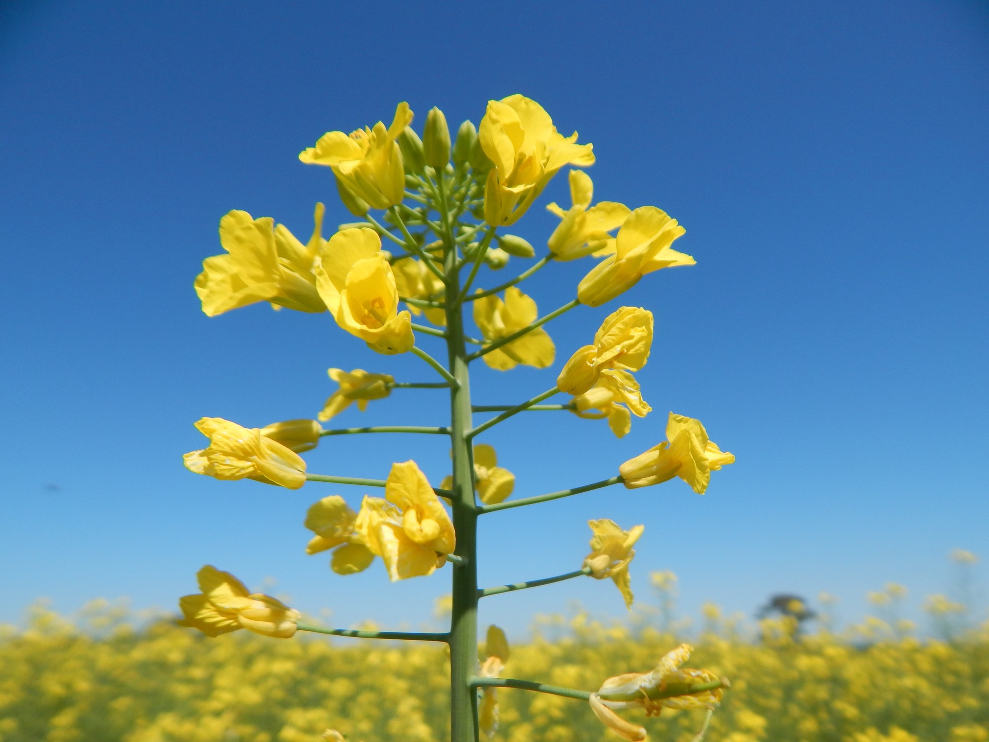 tres cultivos que ganan cada vez más lugar y con alto potencial de crecimiento