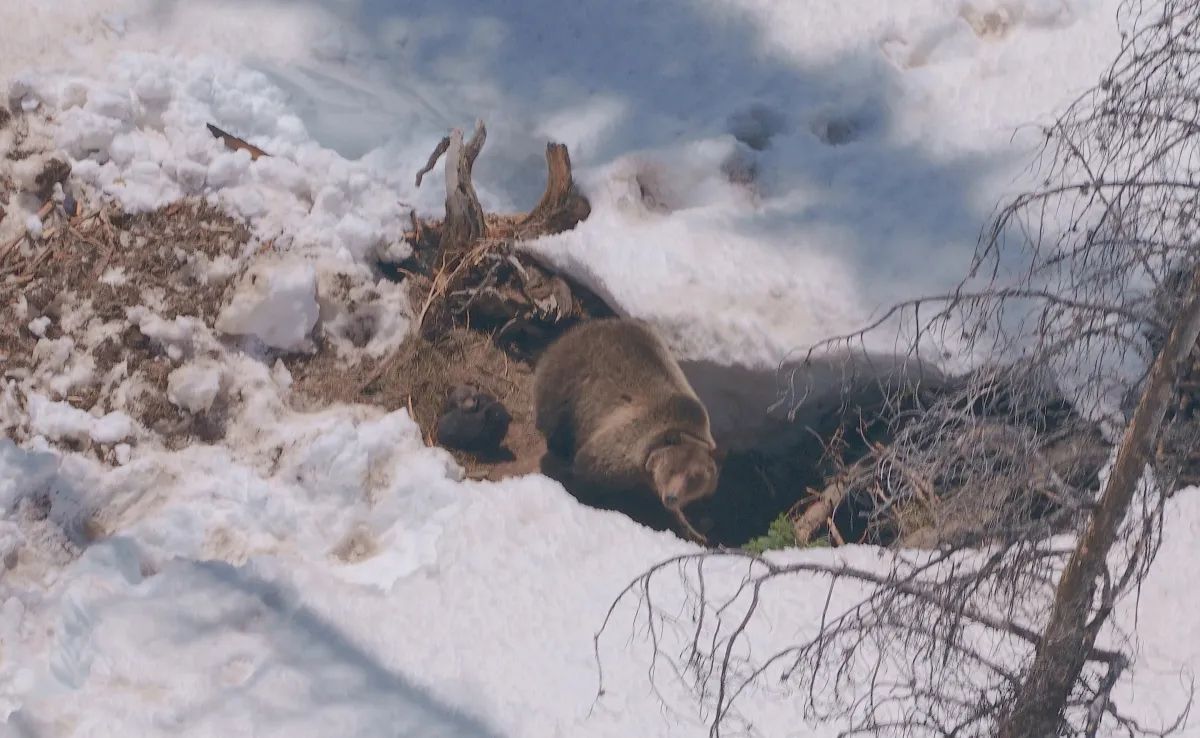 ‘Genetic diversity’ grizzly trucked to Yellowstone ecosystem in 2024 is now raising cubs