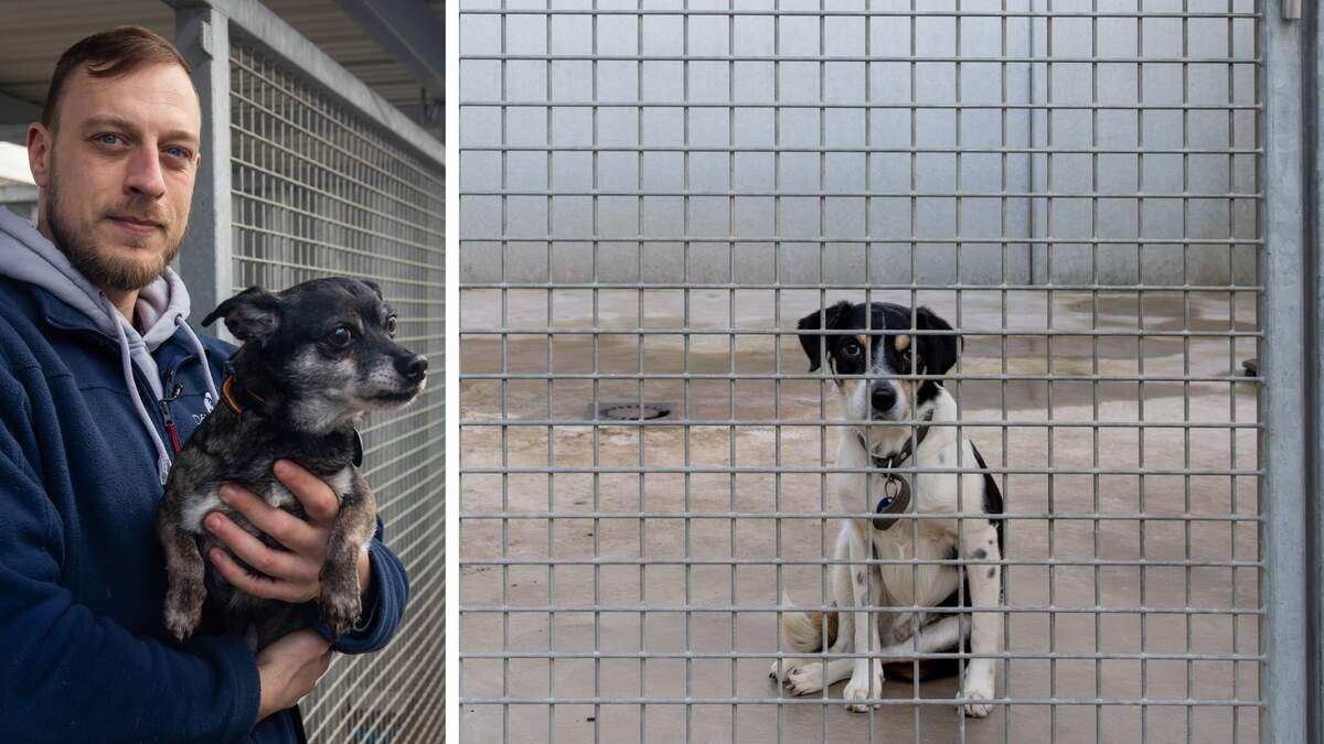 The shelter dogs in Gasperich look forward to getting some exercise, but some volunteer walkers are flouting the rules. Animal carer Loïc Feltgen warns of underestimated risks.