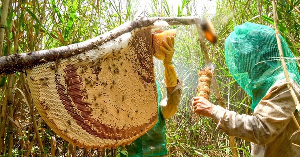 1,300ha eco-tourism plan approved for Vietnam national park