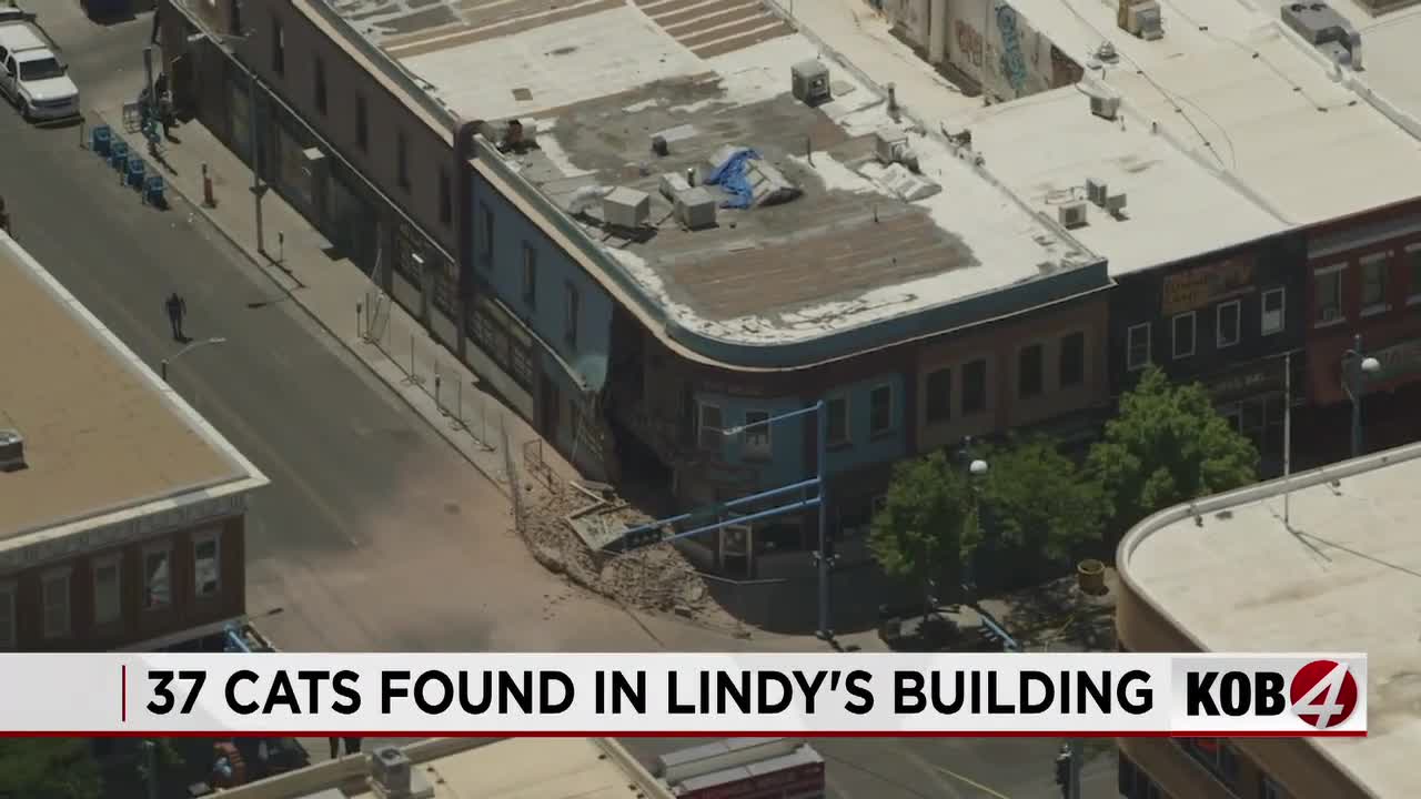 37 cats found in Lindy's building
