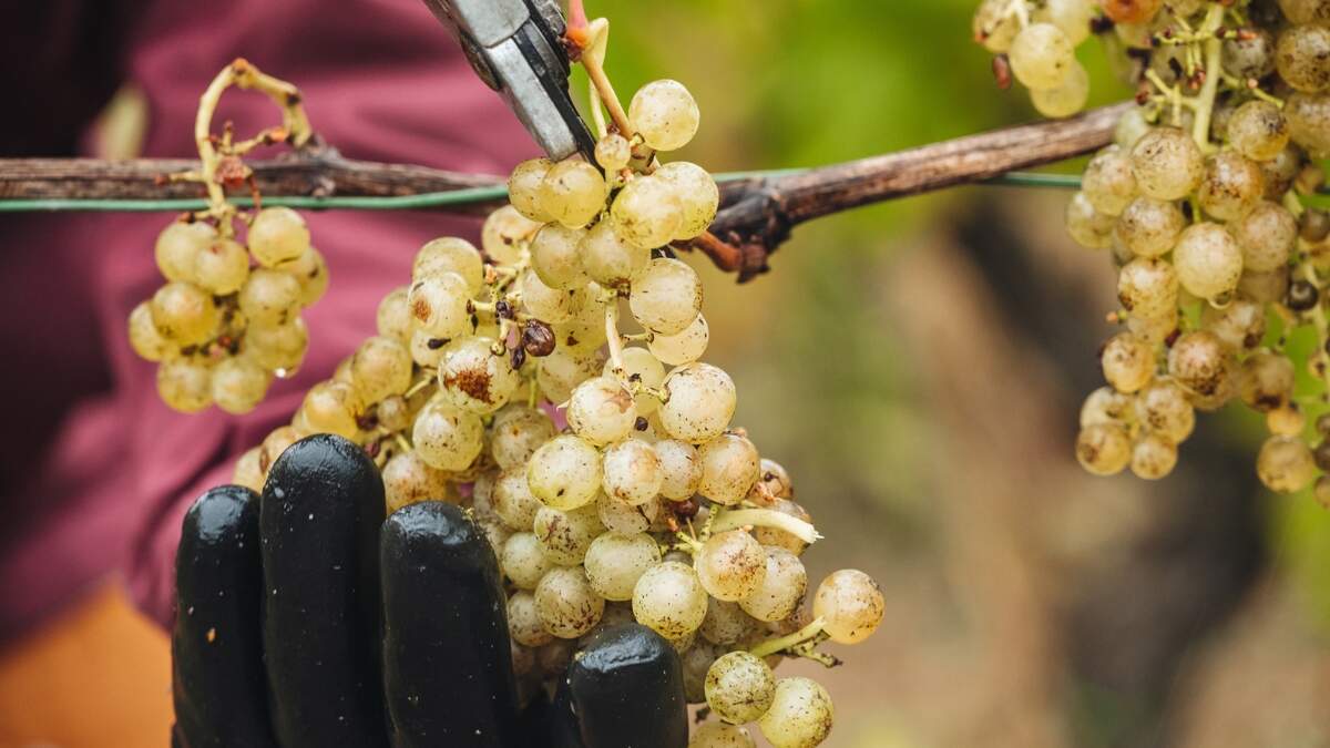 Rivaner grapes ripen quite early, but can develop complex aromas if left on the vine for longer.