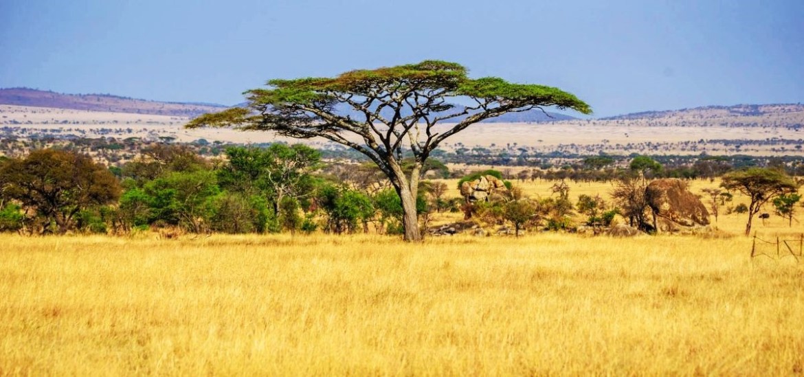 Africa has lost more than 65 percent of its Savannah landscape