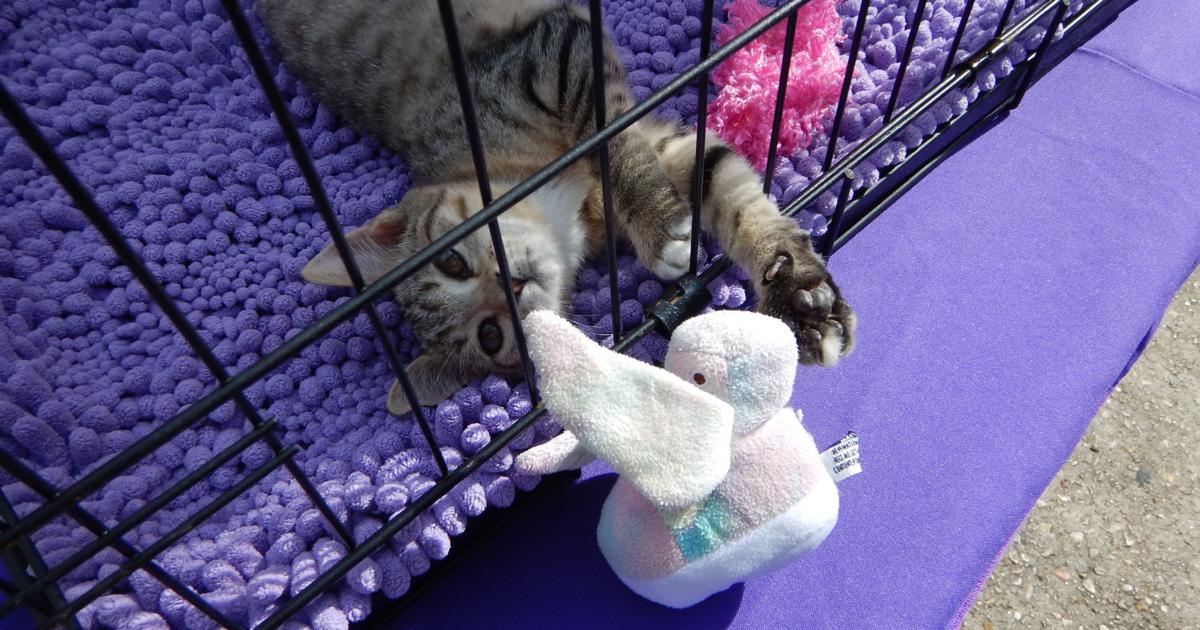 Baton Rouge is getting a cat cafe in the updated Cat Haven | Entertainment/Life