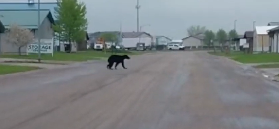 Bear Spotted in Morningside Neighborhood of Moorhead