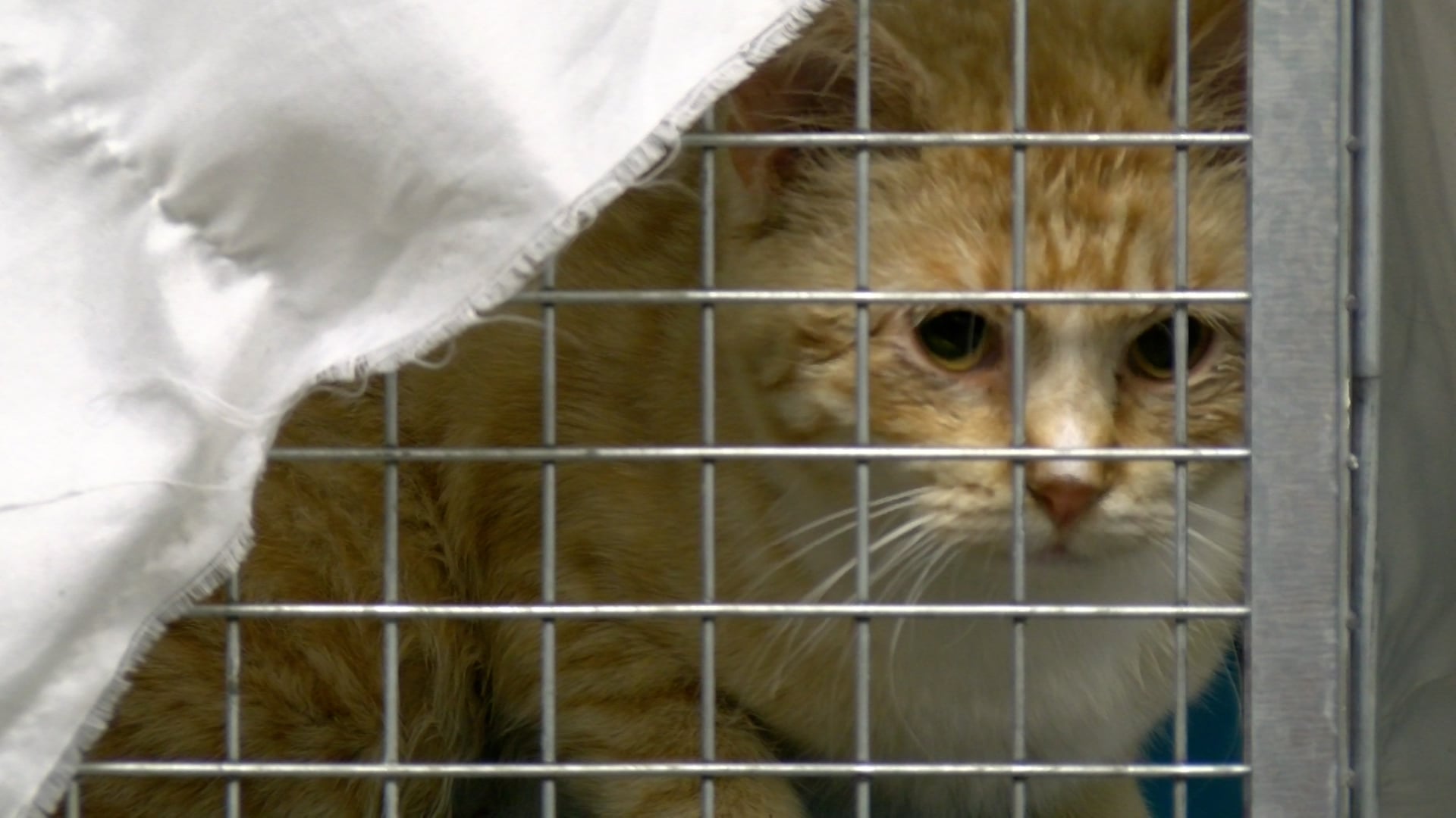 Beatrice Humane Society finally sees progress in their mission to solve the stray cat surge