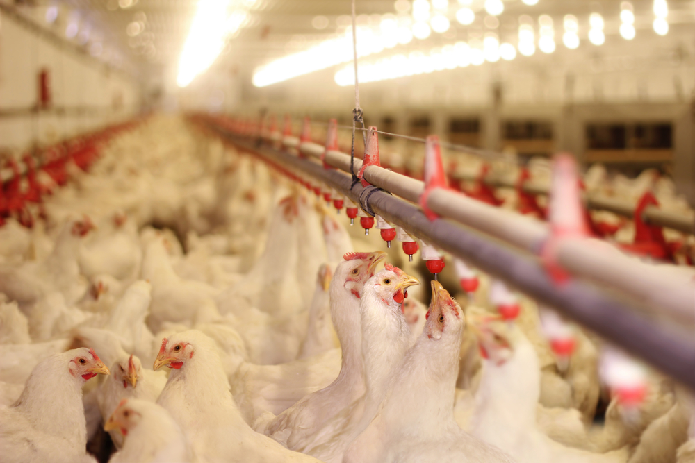 Bird flu hits poultry farm in Biddinghuizen after lull in cases