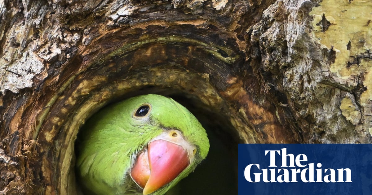 Brazil caught up in craze for whistling-only WhatsApp groups | Brazil