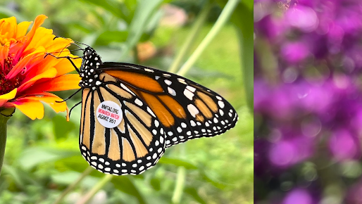 Butterfly tagged in Kentucky makes it all the way to Mexico