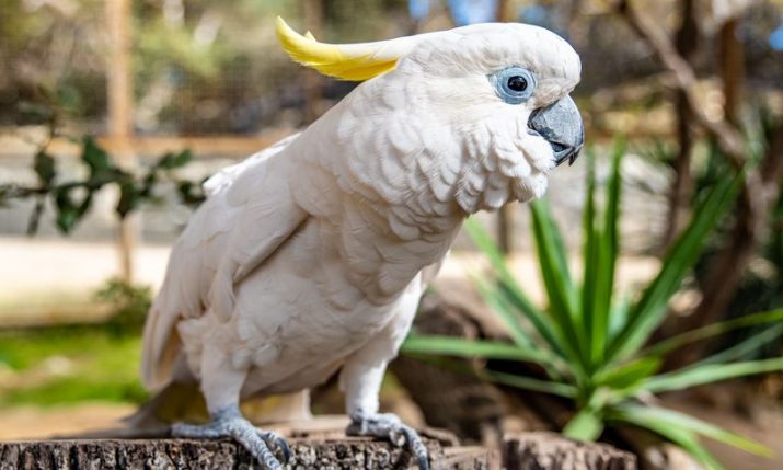 Croatia’s most famous talking parrot Koki turns 70